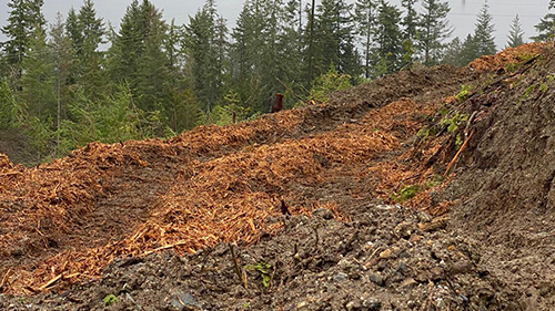 Hog fuel used for a path on a land clearing project